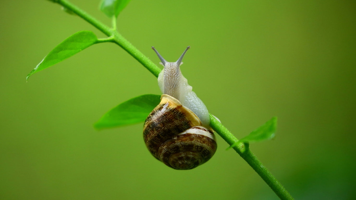 I segreti della bava di lumaca: bellezza naturale, sostenibilità ed efficacia