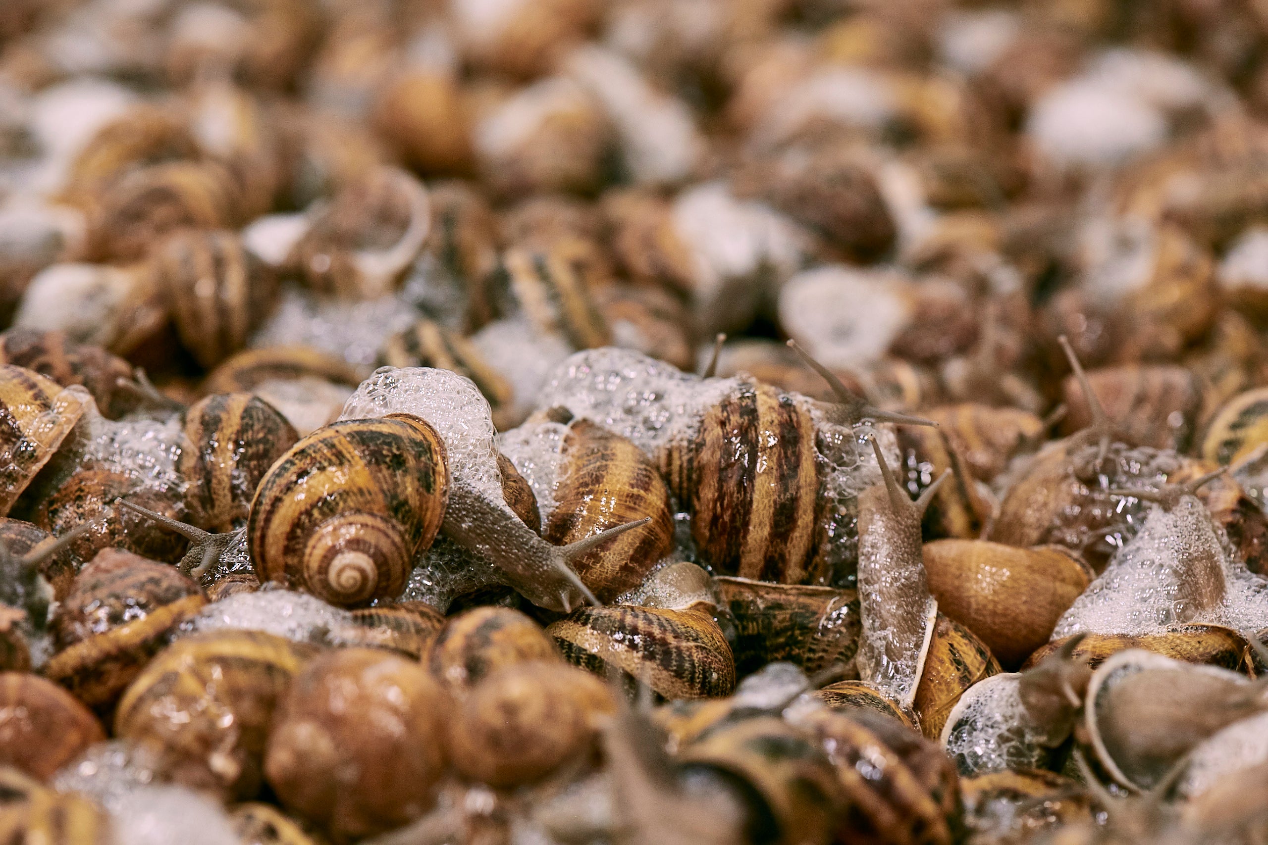 Erboristeria Il Ficodindia - Sciroppo con secreto microfiltrto di bava di  lumaca prodotto in Italia. Durante la lavorazione non vengono maltrattate  le lumache, nè usati composti chimici. Una volta raccolto il secreto